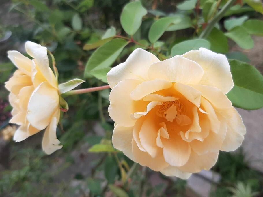 Villino La Rosa Antica Lägenhet Florens Exteriör bild